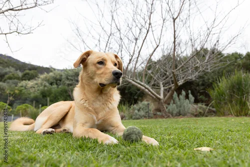 Fototapeta Light tan dog lying on trimmed lawn in backyard near worn green tennis ball, looking right