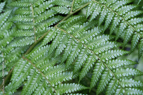 Dark green fern leaves close-up, natural texture and background.