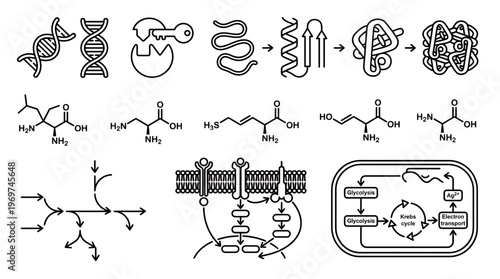 Collection of biochemistry icons including DNA helix protein folding molecular structures and metabolic pathway diagrams, concept for educational materials, scientific research and biology project
