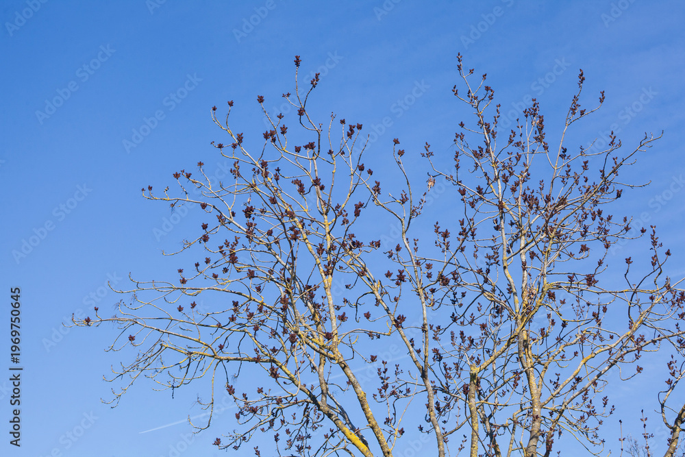 Obraz premium Kahler Baum mit Ästen und Baumkrone im Frühling, Deutschland