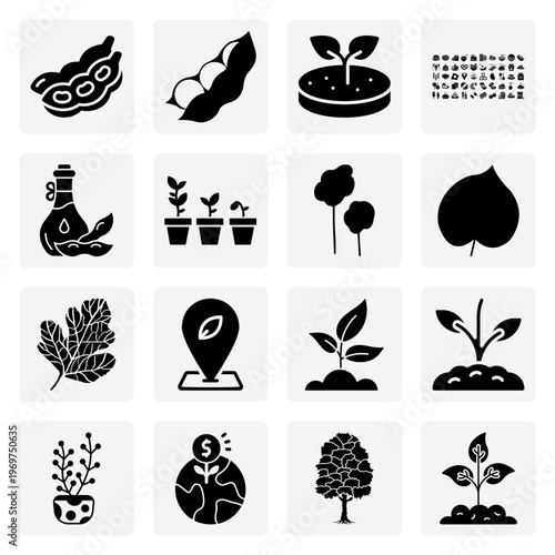 Soybean Agriculture And Production Process – From Planting And Harvesting To Creating A Variety Of Healthy Food Products