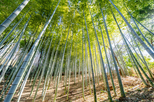 Looking up at a sunlit bamboo grove