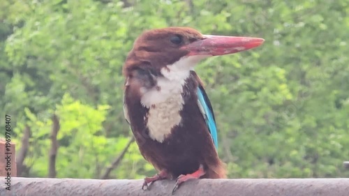 White breasted kingfisher perched on a branch showcasing its vibrant plumage and distinctive long bill in profile view