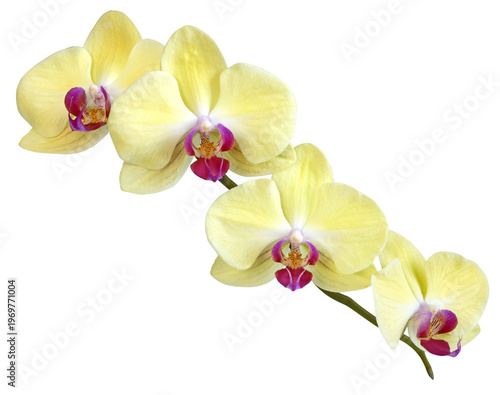 Fleurs d'orchidée phalaenopsis jaunes