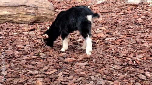 Baby goat walking across farm ground covered with hay in rural setting. Natural livestock movement shows active animal behavior agricultural environment and everyday farming lifestyle scene