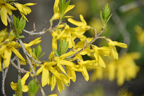 A branch of blooming forsythia Forsythia is an ornamental deciduous shrub of the olive family Bright yellow flowers Spring nature flora