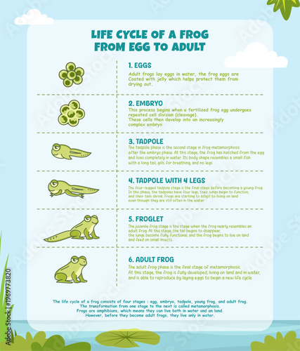 Frog Metamorphosis Stages Educational Vector Illustration