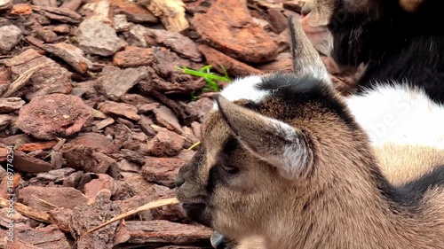 Young goat chewing on a stick while resting on wood chips, with another goat partially visible in the background, showcasing a serene farmyard environment