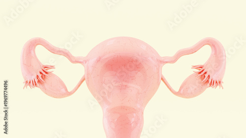 female reproductive system reproductive system uterus fallopian tube ovary fimbriae anatomy organ biology background white beige 3d illustration