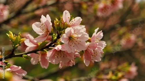 Close-up shot of blooming pink cherry blossoms on a dark branch with small green buds, featuring delicate petals and yellow stamens against a soft blurred natural spring background.