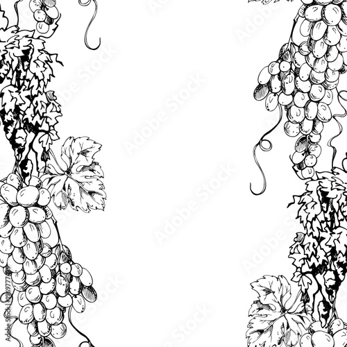 Continuous grapevine double banner hand drawn in ink with leaves, curvy creepers and grape bunches. Seamless vector illustration. Wine branding, stationery header and border accents, digital layouts.
