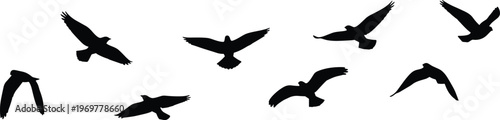 Fotografía Flock of black bird silhouettes flying in the sky isolated on white background migratory birds group soaring together for nature and wildlife design projects