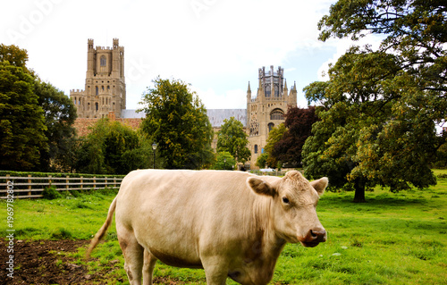 Rural England. Cow at the meadow and famous Ely Cathedral at background. Ely, Cambridgeshire, UK.