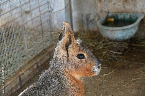 A Patagonian mara, or Dolichotis patagonum, wild animal head