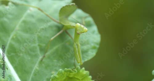 Close-up footage of a praying mantis, which lives in tropical, warm regions and feeds on small insects.