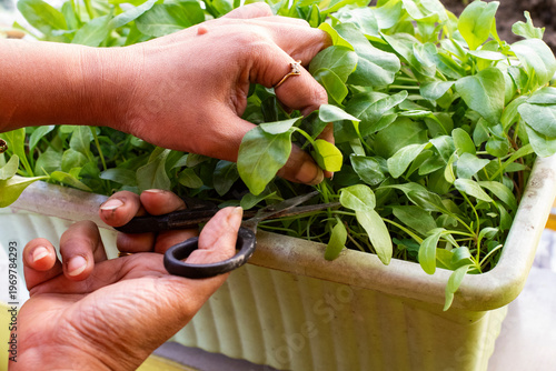 Woman harvesting baby spinach from pot in home kitchen garden