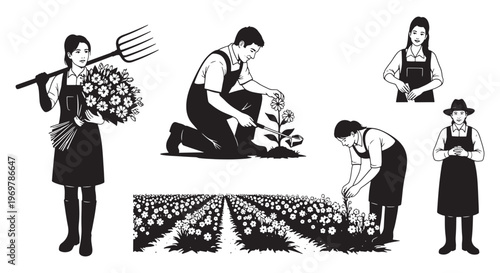 Farmers Tending Flower Field and Harvesting Bouquets on a Rural Floral Farm