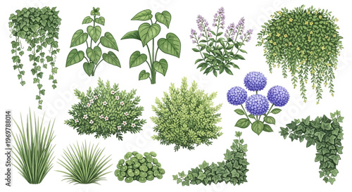 Comprehensive botanical collection of diverse garden plants, green shrubs, lush bushes, and elegant climbing vines, perfect for landscaping and design projects