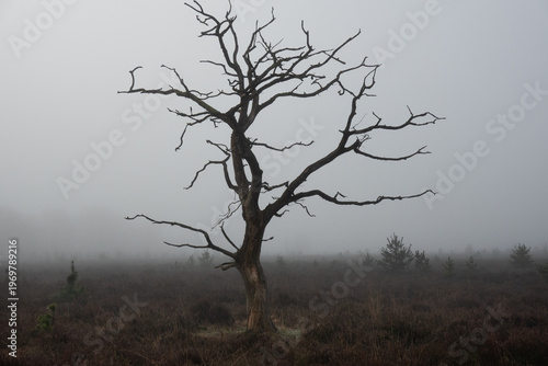 Eerie scene: silhouette of dead tree on a dim, misty heath