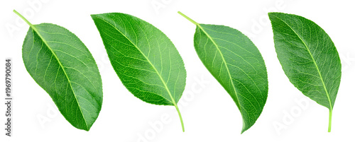 Set pears leaf Isolated on transparent background. Green pears leaves collection isolated on transparent