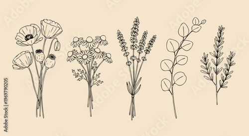 Vector illustration of poppies yarrow lupine succulent wheat grass plants row peach backdrop