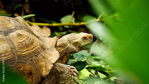 Bilde på lerret African spurred tortoise (Sulcata tortoise) with textured shell peeking through