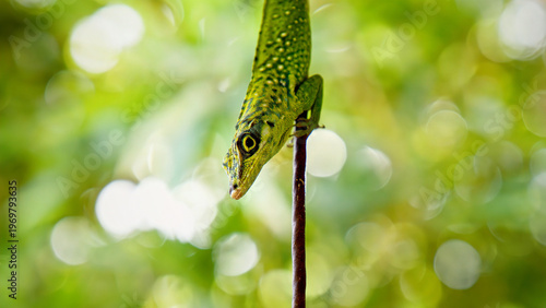 Green lizard hanging upside down on a thin branch, tropical reptile with textured skin, blurred bokeh jungle background