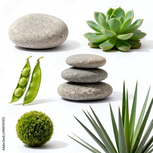Assortment of Natural Elements and Objects