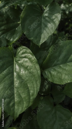 Detailed close-up of lush dark green broad leaves featuring prominent vein structures and glossy textures, dense overlapping foliage in a natural garden setting, vertical orientation.