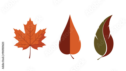 Set of three different autumn leaves including maple and elm in various shapes and earthy shades of orange, red, and brown.