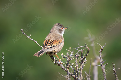 Dorngrasmücke (Curruca communis, Sylvia communis) Männchen auf einem kahlen Strauch - im Januar im Barranco de los Molinos, Fuerteventura