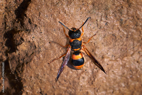 Ancistrocerus kerneri - solitäre Faltenwespe auf braunem Fels - Barranco de los Molinos, Fuerteventura