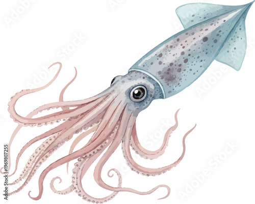 Watercolor Squid Illustration, Deep Sea Creature Clipart, vector isolated on white background
