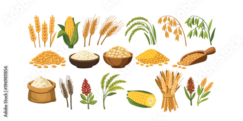 organic grains set natural cereals collection agriculture vector illustration