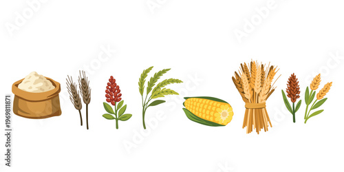 cereal plants set wheat rice barley oats natural agriculture vector