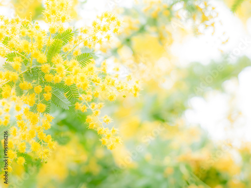 春の公園や花壇を彩るミモザのある風景。眩しい日差しでボケた景色。ぼんやりした花畑のイメージ。優しい雰囲気。