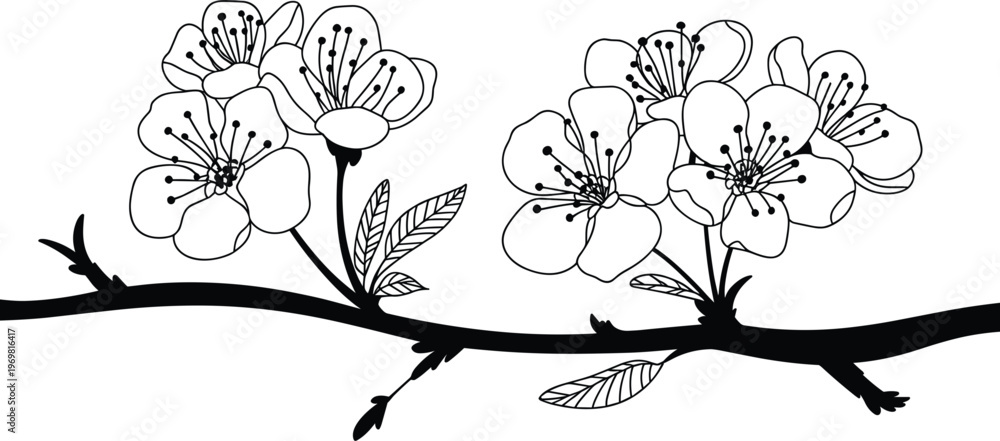 Fototapeta premium Cherry blossom branch illustration, hand drawn sakura flowers line art floral design element