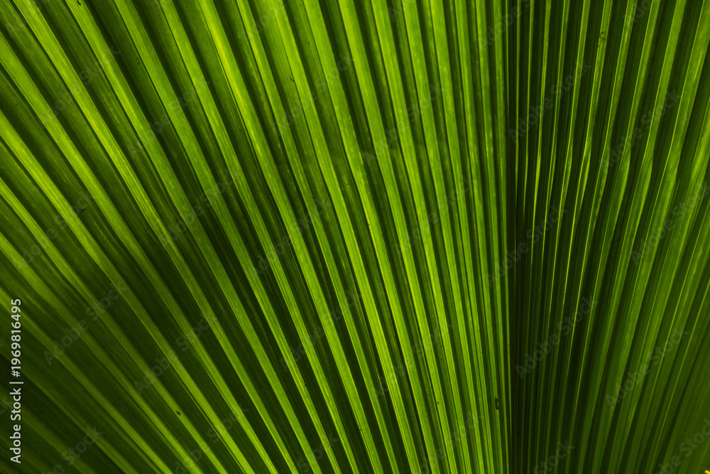 Obraz premium Bright Green Ribbed Fan Palm Leaf