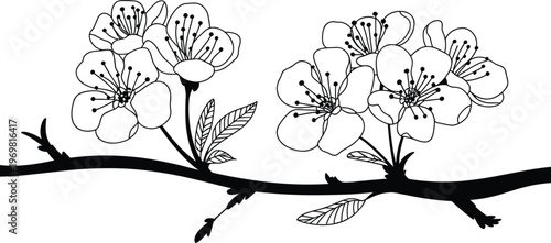 Cherry blossom branch illustration, hand drawn sakura flowers line art floral design element
