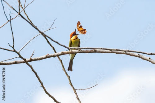 Chestnut-headed bee-eater perched on a branch captures a butterfly in mid-air, showcasing precise hunting behavior and vibrant plumage, ideal for wildlife, nature, and predation concepts, copy space