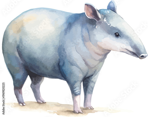 Watercolor Tapir Clipart, Tropical Rainforest Animal Illustration, Isolated on White