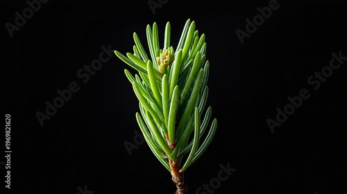 Close-up of fresh green pine needles against a black background, showcasing the vibrant texture and detail of the foliage in a natural setting