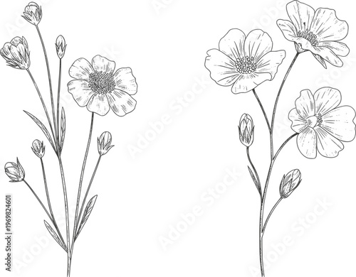 Hand drawn wildflower stems set, botanical floral line art illustration vintage nature elements