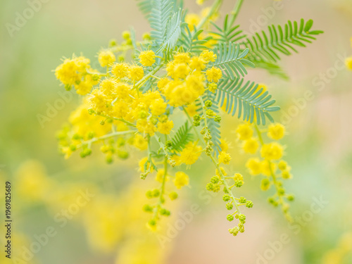 春の公園や花壇を彩るミモザのある風景。眩しい日差しでボケた景色。ぼんやりした花畑のイメージ。優しい雰囲気。