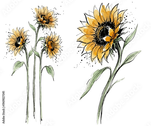 Hand-drawn sunflower sketches: set of ink and watercolor yellow sunflowers on long stems with splatters. Artistic floral drawings of helianthus with green leaves on white background