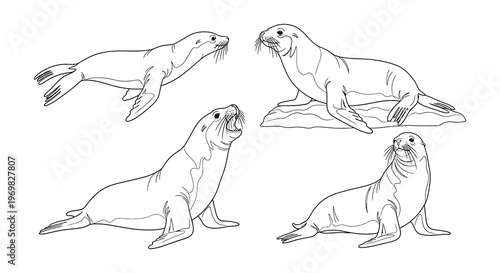Four sketched seals in various poses a black and white illustration