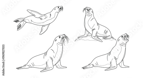 Four sketched seals in various poses a black and white illustration