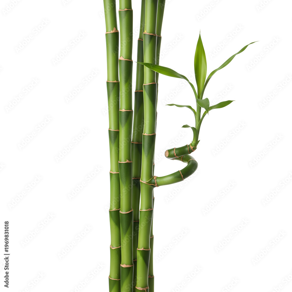 Fototapeta premium Green bamboo stalks with a spiral stem and leaves against a white background.
