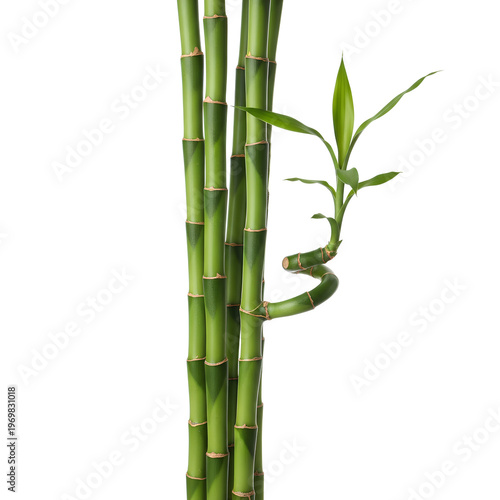 Green bamboo stalks with a spiral stem and leaves against a white background.