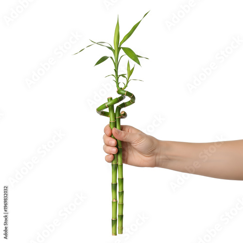 Hand holding a vibrant green lucky bamboo plant against white background.